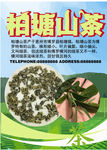柏塘山茶