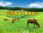 黑巴黄牛
