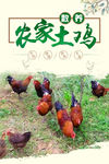 农家土鸡