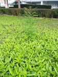 小草 绿色草地 绿草如茵 草叶