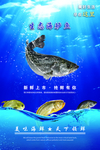 生态海鲈鱼