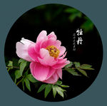 牡丹