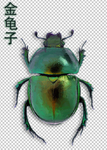 昆虫