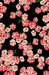 玫瑰花团