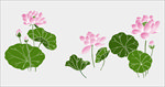 莲花