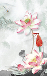 荷花