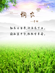 水稻海报
