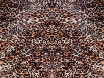 豹纹