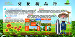 葵花新品种介绍
