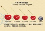 车厘子等级示意图