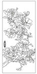 牡丹花