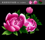 高清手绘牡丹花