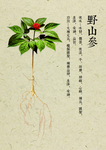 人参
