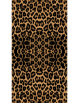 豹纹