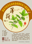 薄荷 夜息香 鱼香草 手绘中药