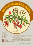 枸杞 枸杞果 枸杞子 手绘中药