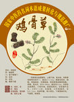 鸡骨草 黄头草 手绘中药