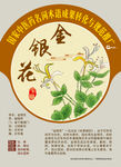 金银花 手绘中药 中医药词语