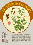 茜草 中医药名词推广 手绘中药