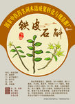 铁皮石斛 南国神草 手绘中药