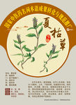 夏枯草