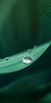 白露01