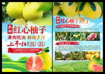 红心柚