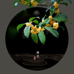桂花