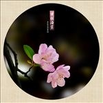 垂丝海棠素材