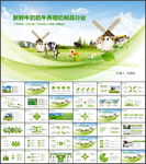 光明乳业新鲜牛奶奶牛牧场养殖