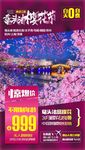 C-鼋头渚樱花节