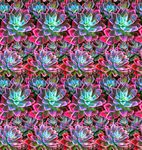 观音莲