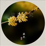 桂花