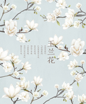 玉兰花