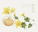 南瓜花
