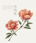 芍药花