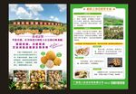 龙眼单页海报
