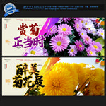 菊花