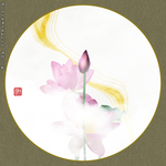 荷花摄影