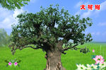 大槐树