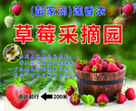 草莓图片