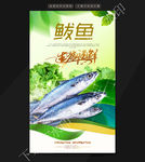 鲅鱼