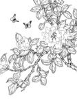 茶花白描