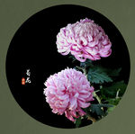 菊花素材