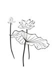 矢量莲花