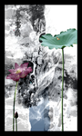 荷花风景画