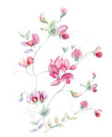 手绘花