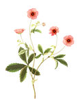 手绘花