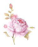 玫瑰花