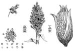 玉米高粱粮食手绘简笔画